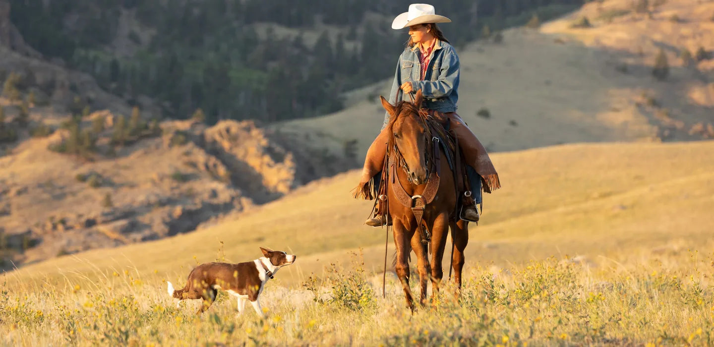 Cowboy riding a horse with a dog in a field